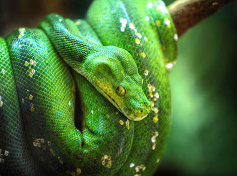 Green tree python arboreal camouflage and rainforest setting