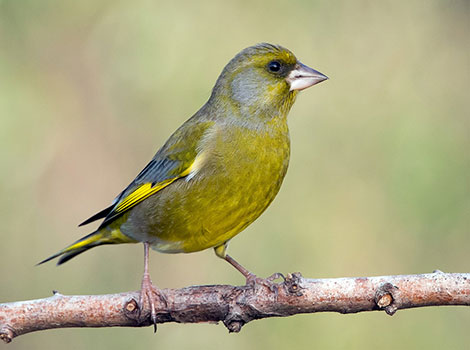 Greenfinch bird and yellow-green plumage