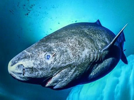 Greenland shark deep-sea and cold-water habitat