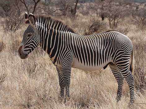 Grevy's zebra stripes and arid habitat
