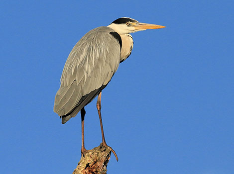 Grey heron wading and hunting fish in wetlands