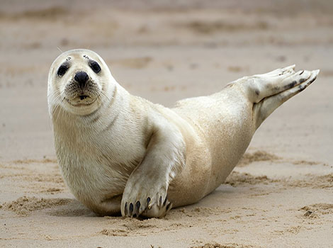 Grey seal and coastal habitat