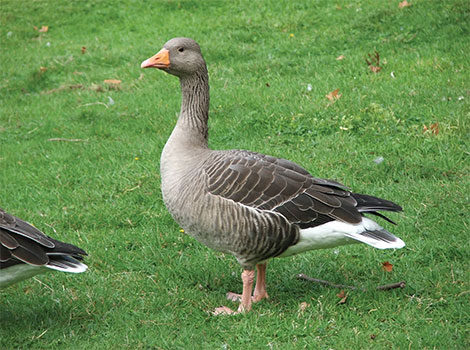 Greylag goose flying and displaying wingspan