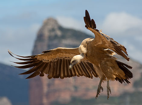 Griffon vulture bird and scavenger flight