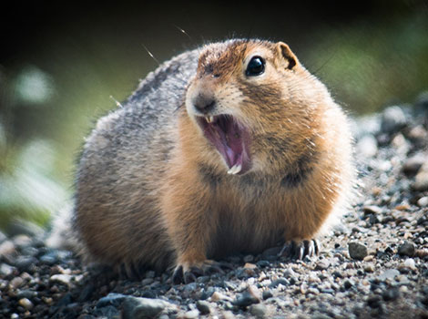 Ground squirrels (Spermophilus spp.) are social, burrowing rodents that use complex tunnels for shelter and food storage.
