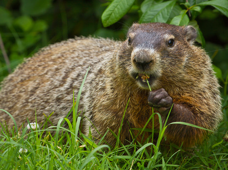 Groundhog standing and alert posture