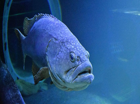 Grouper coral reef habitat and ambush hunting behavior