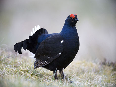 Grouse species and habitat adaptation in forested areas