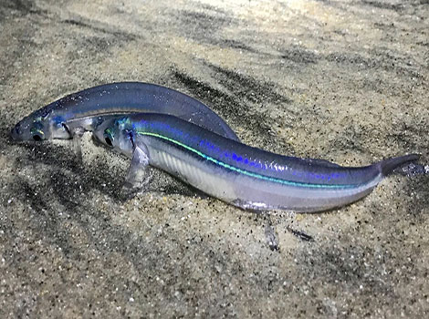 Grunion spawning event and beach migration
