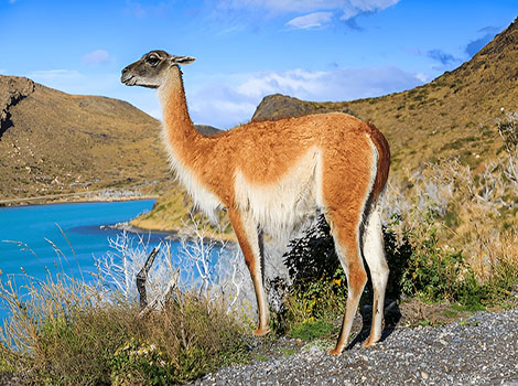 Guanaco mountain and habitat