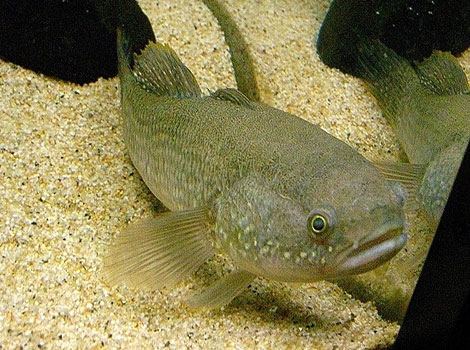 Gudgeon river fish and bottom-feeding behavior