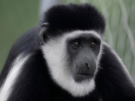 Guereza colobus monkey and tree habitat