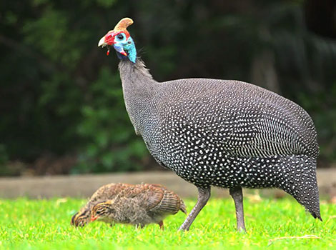 Guinea fowl foraging and searching for food in savanna habitat