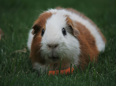 The guinea pig (Cavia porcellus) is a small, herbivorous rodent originally from the Andes Mountains, known for its social nature and gentle temperament.