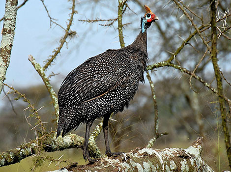 Guineafowl flock and grassland environment