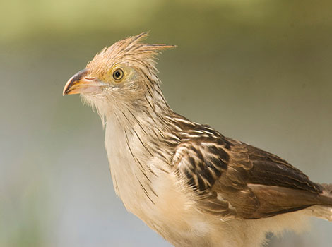 Guira cuckoo flock and displaying social behavior