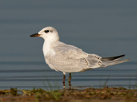 Gull-billed tern flying and catching insects in estuary