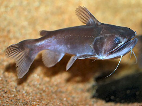 Gulper catfish large mouth and feeding behavior