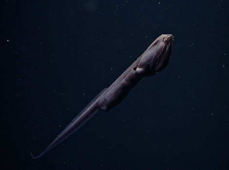 Gulper eel deep-sea adaptation and feeding