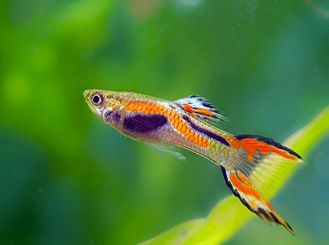 Guppy Endler colors and intricate pattern in freshwater habitat