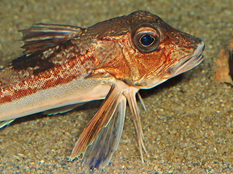 Gurnard fish pectoral fins and seabed movement