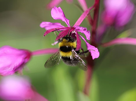 Gypsy cuckoo bumblebee black and orange body and parasitic nature