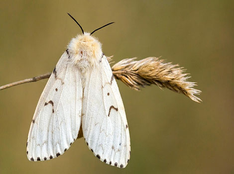 Gypsy moth adult and wing pattern
