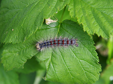 Gypsy moth caterpillar and feeding behavior