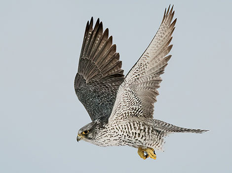 Gyrfalcon flying and scanning tundra for prey