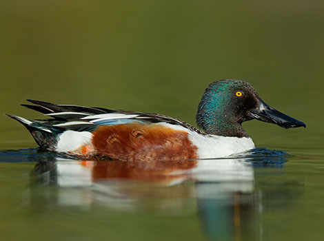 northern shoveler swamp habitat and large bill adaptation