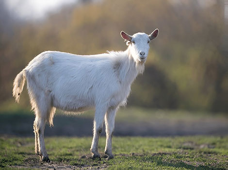 saanen goat white coat and milk production breed