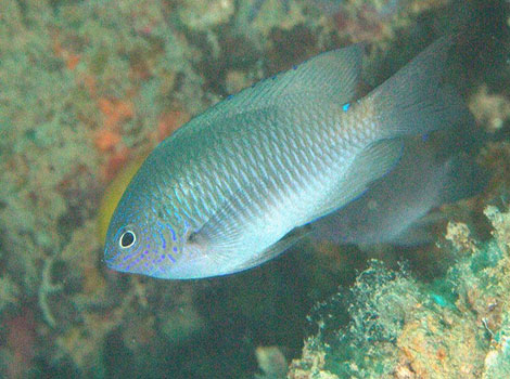 sabah damsel and coral reef environment