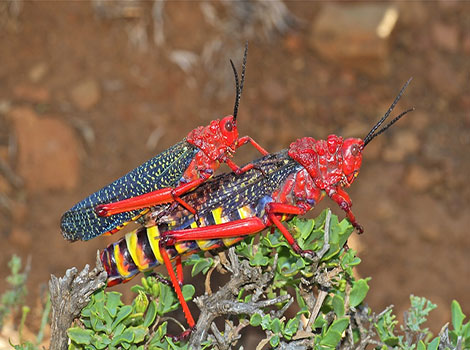saber-winged grasshopper habitat and vibrant coloration