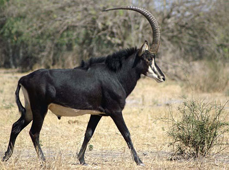 sable antelope african habitat and black coat