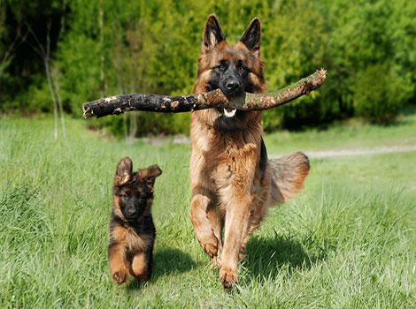 sable black german shepherd and loyal working dog