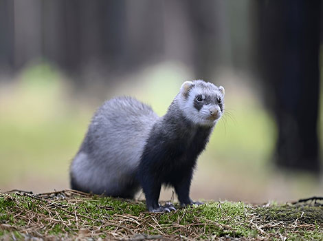 sable ferret with sleek body playing indoors