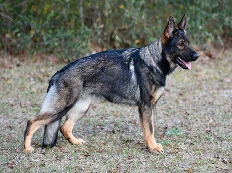 sable german shepherd and wolf-like coloring
