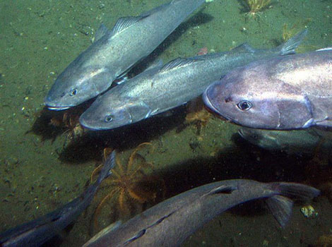 sablefish and deep-sea piscivore