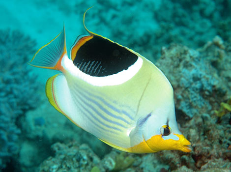 saddle butterflyfish coral reef feeder and tropical marine species