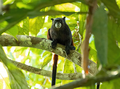 saddleback tamarin with black fur and long hands