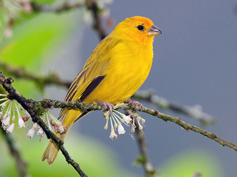 saffron finch bright plumage and semi-open lowland habitat