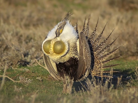 sage grouse sagebrush habitat and courtship behavior