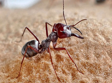 sahara desert ant sand navigation and heat tolerance