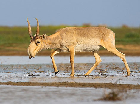 saiga antelope with beaked nose grazing in steppe