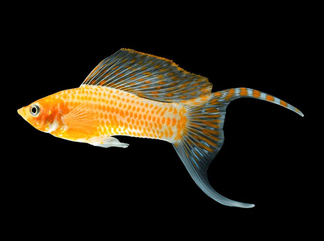 sailfin molly fish freshwater and brackish habitat