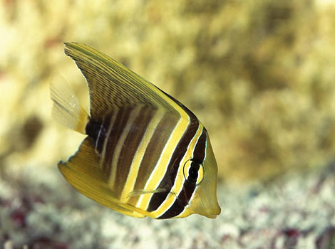 sailfin tang and tropical reef marine fish