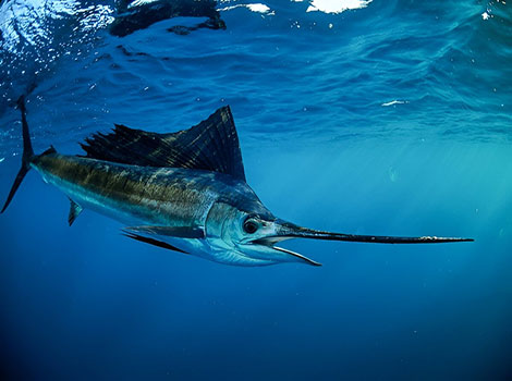sailfish and fast-swimming ocean predator