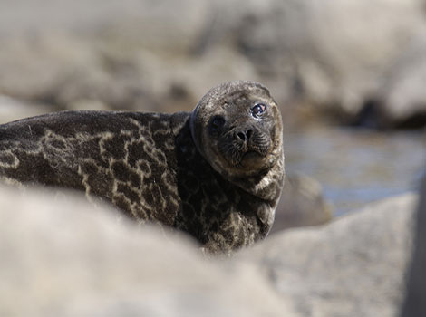 saimaa ringed seal and endangered freshwater mammal