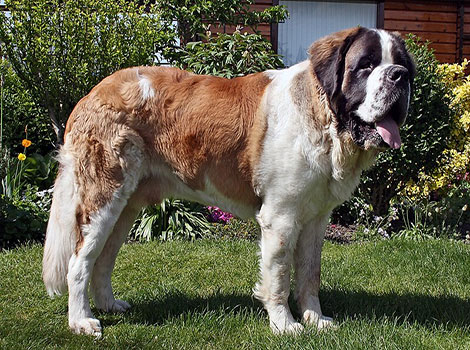 saint bernard alpine habitat and rescue dog history