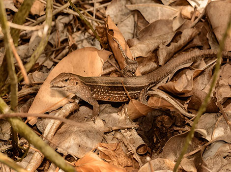 saint lucia whiptail and endemic caribbean reptile